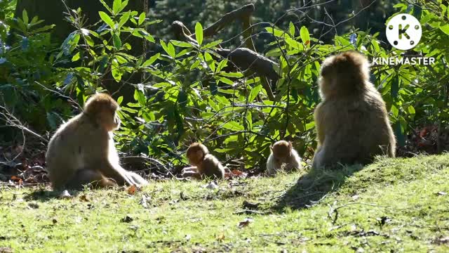 Best monkey 🐒 and monkey children very beautiful moments monkey children mother