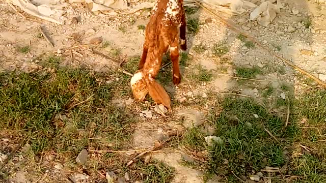 Little baby goat feed