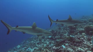 Two Grey Sharks Diving Around Some Coral Reef