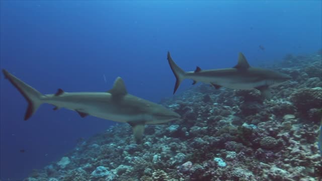 Two Grey Sharks Diving Around Some Coral Reef