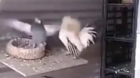 pigeon vs rooster who wins