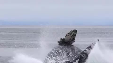 We had a blast when this Humpback whale calf flew out of the water to get our last looks.