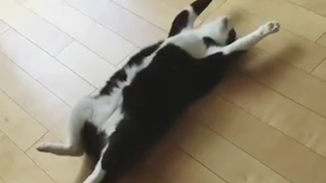 A lazy cute cat