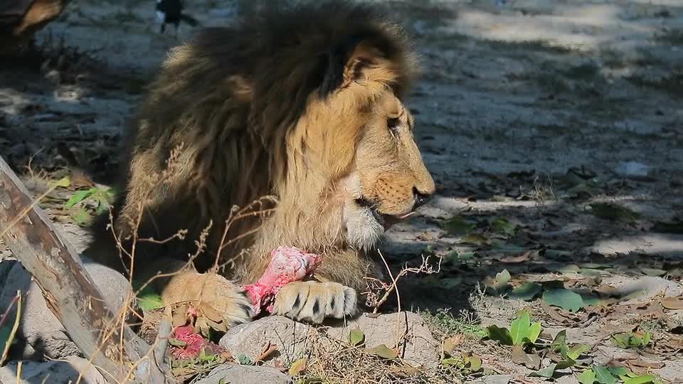 Zoo lion eating