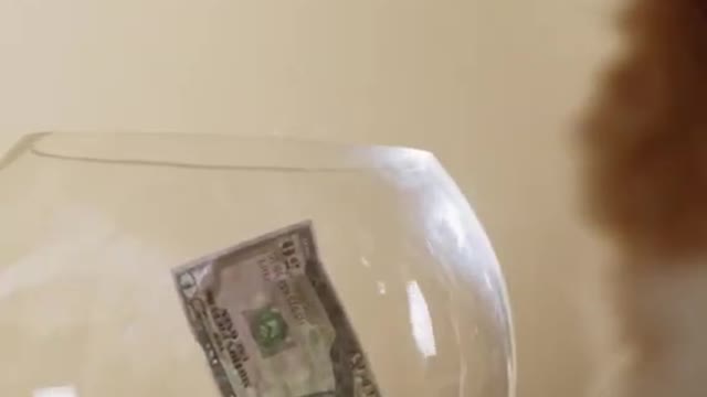 Cat 🐈😺 sit into the money pot 😂😂