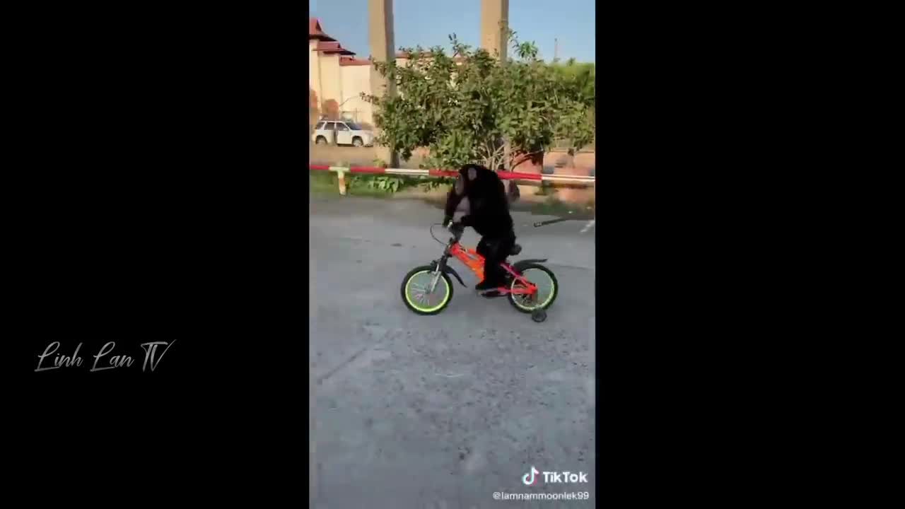 Tổng Hợp Những Khoảnh Khắc Hài Hước Của Năm 😆🔥🐷 PART