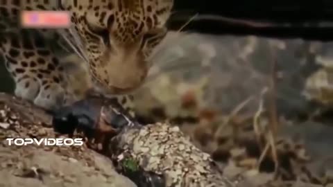 Leopard vs python