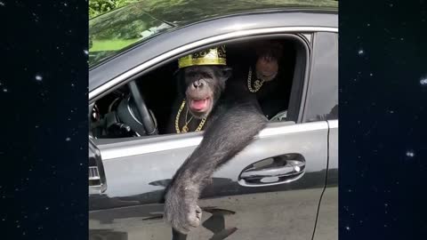 The Boss Driving a Car