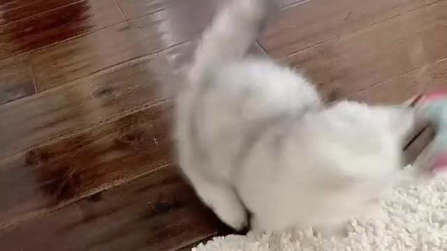 Cute baby Cat: funny cat videos