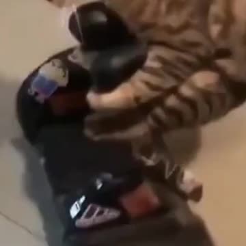 Cat and Dog Semi final 2021 comp