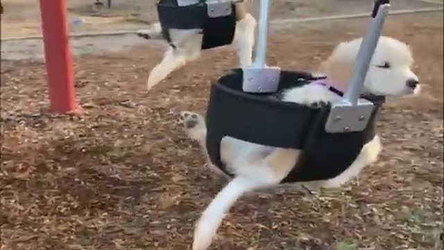 fun animals