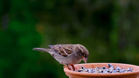 bird eating