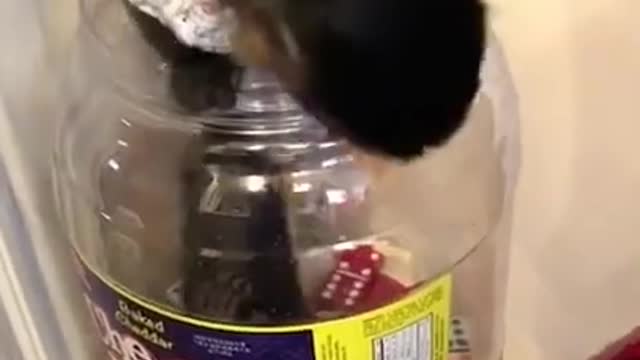 Best Funny Animals Videos - Funny Pets Videos 2021 - Dogs - Cats - Funny Compilation