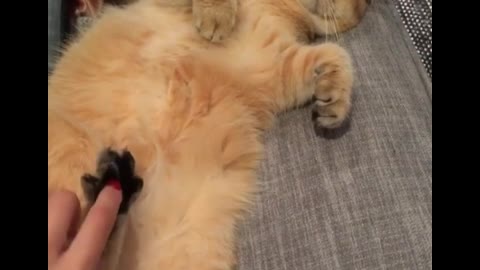 Our little fat guy