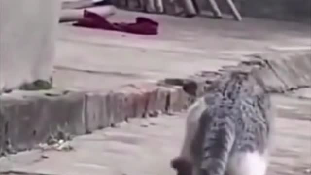 Funny Video - Mother Cat Moving Kitten Who Escapes But Not for Long #shorts