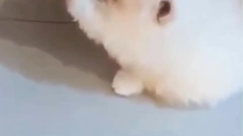 Cat fun videos!!