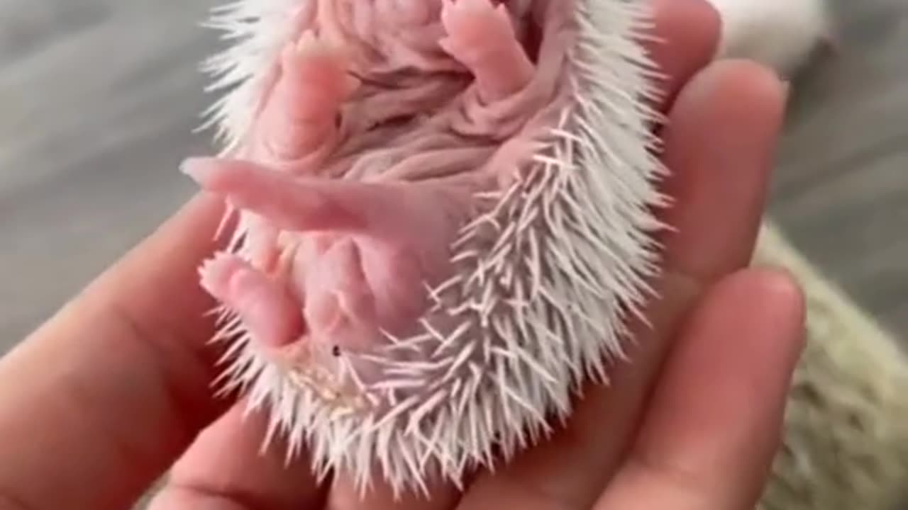 Little hedgehogs and hedgehog