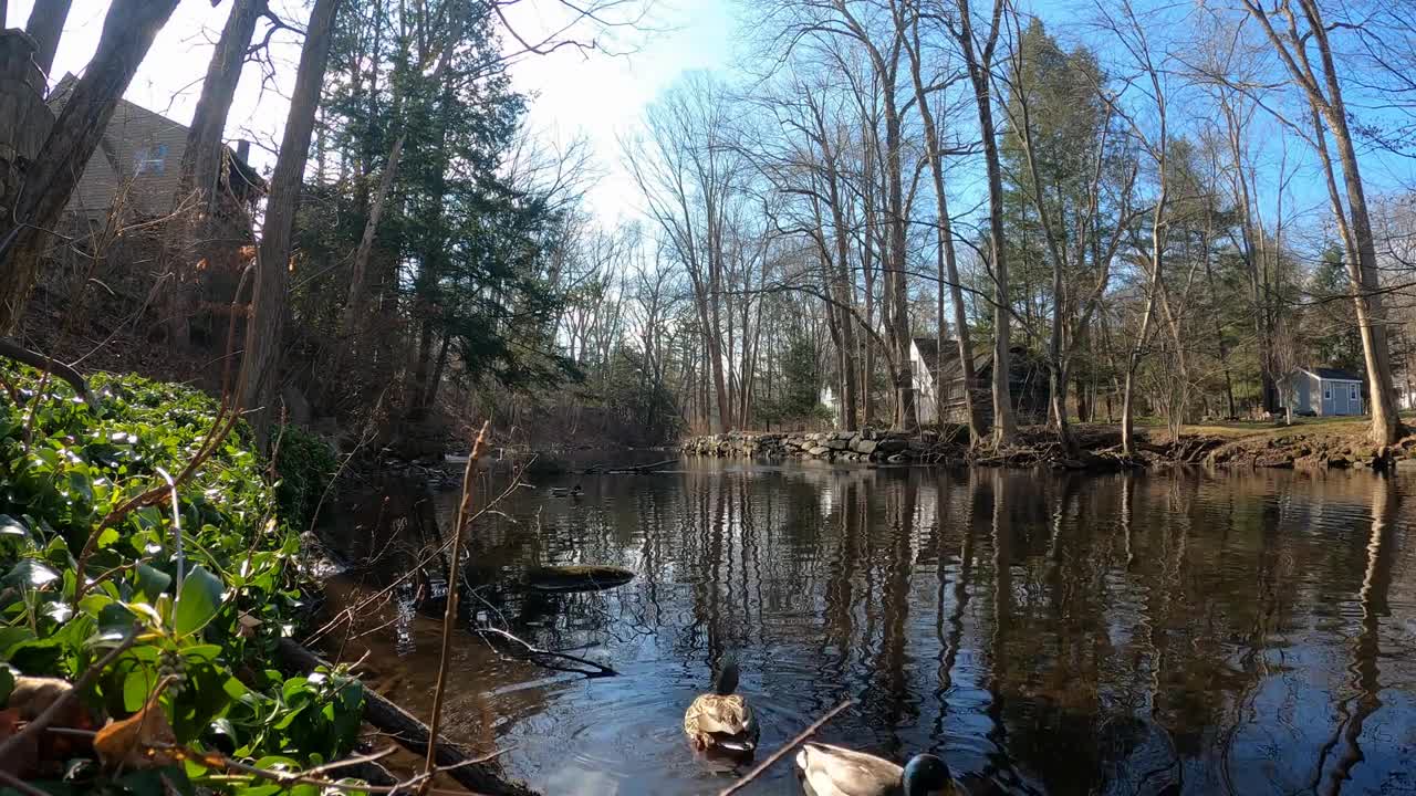 Family of Ducks Swim in Cold New England forest river in Winter