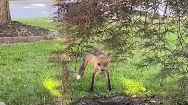 Random Kitty Has Standoff With Fox in Front Yard