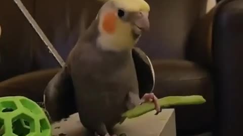 CALOPCITE SINGS WITHOUT STOP