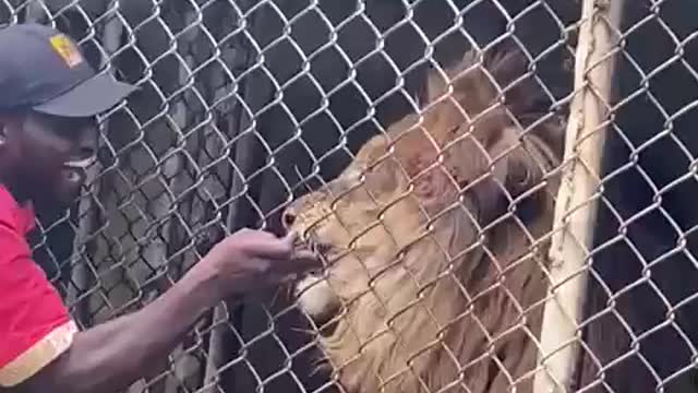 Man bitten by lion