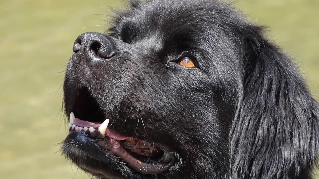 Black Dogs - TOP 10 Black Dog Breeds In The World!