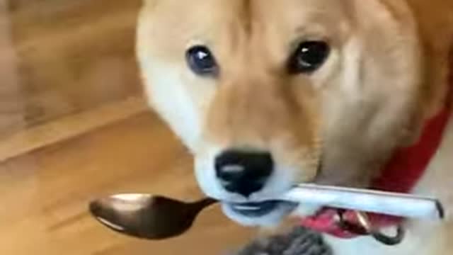 kenji is the spoon thief