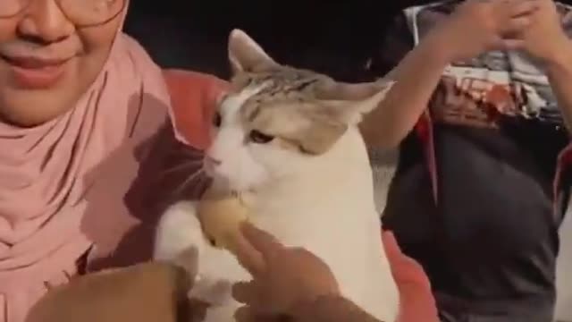 I want that cat