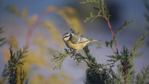 Bird 🐦#2