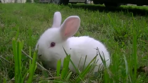 Bunny is very cute and cute