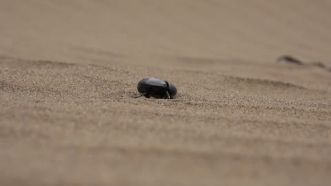 A beetle digging in the sand