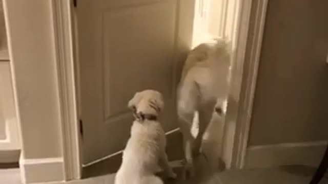 Two white dogs opening door to go to restroom