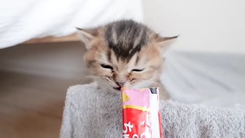 Kitten Kiki challenges a treat for the first time