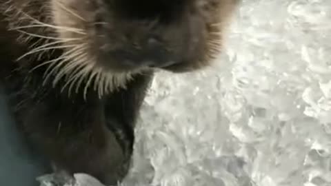 A Rescued Baby Otter Eating Ice