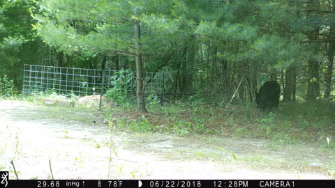 Backyard Black Bear