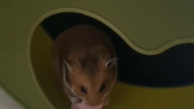 hamster eating snacks