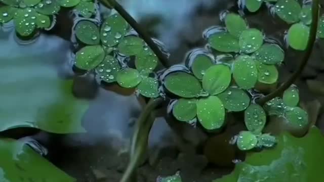 Feel The Music ❤️🎶 || Nature Video Status ||