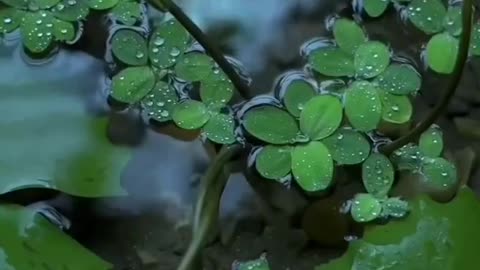 Feel The Music ❤️🎶 || Nature Video Status ||