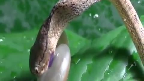 Snake VS Snail who will win ?