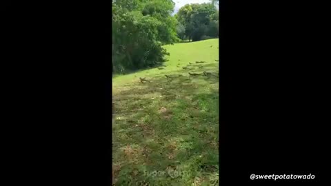 Leopard Playing In The Pool - Funny Animals Videos Super Cats.