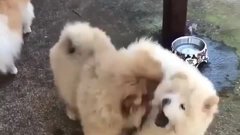 Funny dog 🐕🐕🐕