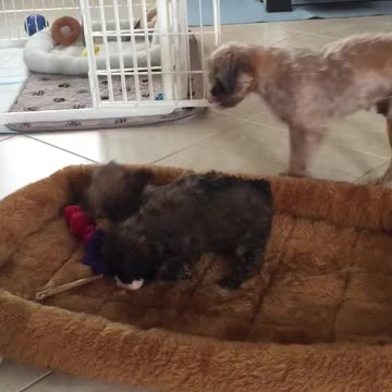 Brussels Griffon Puppies