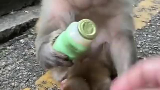 cute baby monkey eating bread