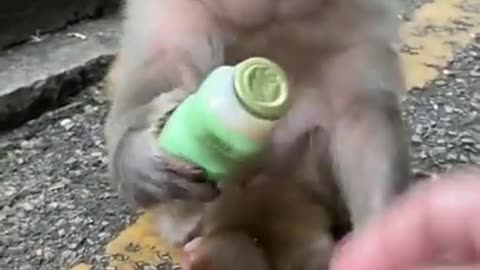 cute baby monkey eating bread