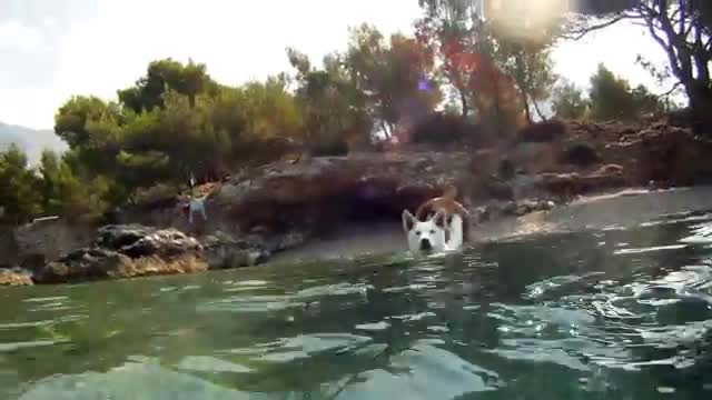 Bon - swimming swiss white shepherd-siberian husky mix