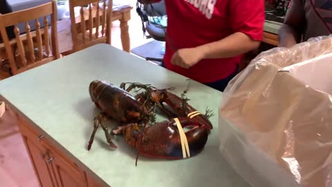 BUYING LIVE PET 15lb LOBSTER ONLINE!