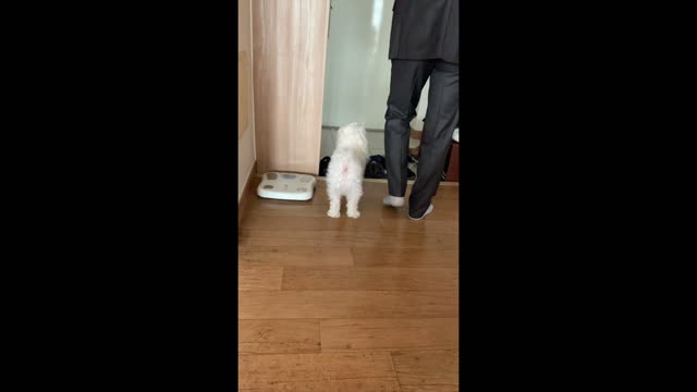 A dog that follow dad