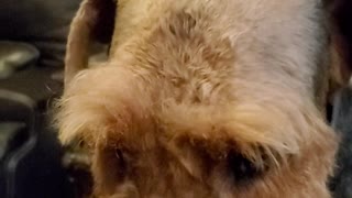 Skippy peanut butter dog