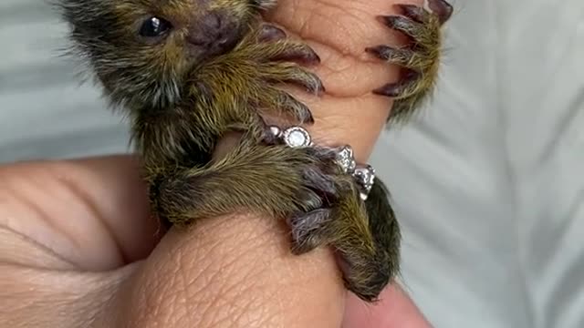 Привет, Мир 🌍🐒