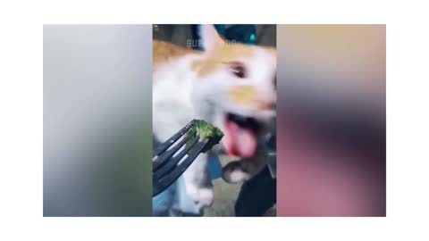 ❤️🧡Funny Reaction Of Cute Cat..😂🤣